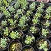 [WHOLESALE] PACK of 10 PLANTS x Sedum allantoides