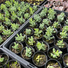 [WHOLESALE] PACK of 10 PLANTS x Sedum allantoides