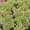 [PACK of 10 PLANTS] x Aichryson x aizoides