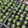 [WHOLESALE] PACK of 10 PLANTS x Sedum allantoides