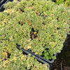 [PACK of 10 PLANTS] x Aichryson x aizoides