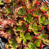 [PACK of 10 PLANTS] x Echeveria 'Tori'