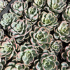 [WHOLESALE] PACK of 10 PLANTS x Pachyveria 'Orpet'