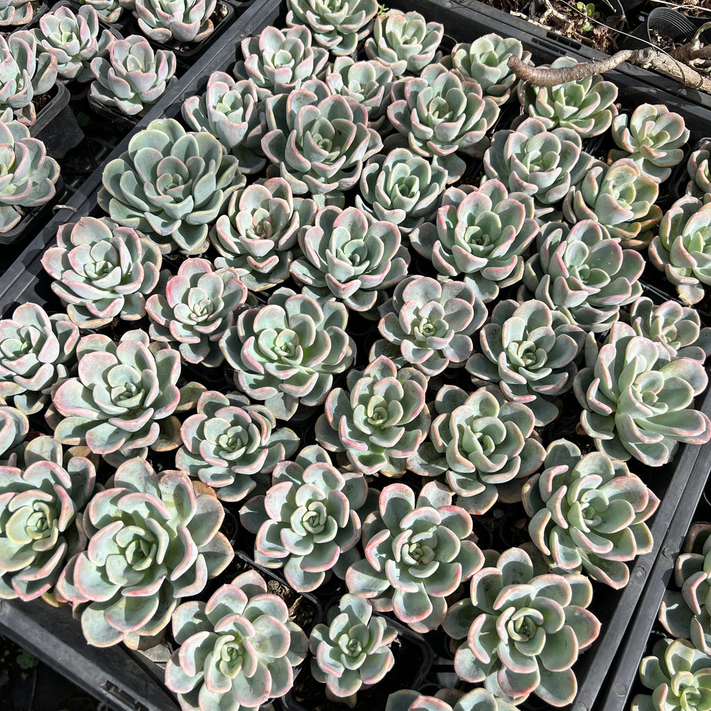 [WHOLESALE] PACK of 10 PLANTS x Pachyveria 'Orpet'