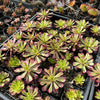 [PACK of 10 PLANTS] x Aeonium 'Mardi Gras'
