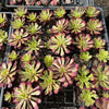 [PACK of 10 PLANTS] x Aeonium 'Mardi Gras'