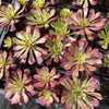 [PACK of 10 PLANTS] x Aeonium 'Mardi Gras'