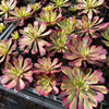 [PACK of 10 PLANTS] x Aeonium 'Mardi Gras'