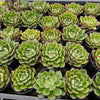 [PACK of 10 PLANTS] x Echeveria cv. Joan Daniel