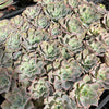 [WHOLESALE] PACK of 10 PLANTS x xGraptoveria 'Coconut Ice'