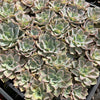 [WHOLESALE] PACK of 10 PLANTS x xGraptoveria 'Coconut Ice'
