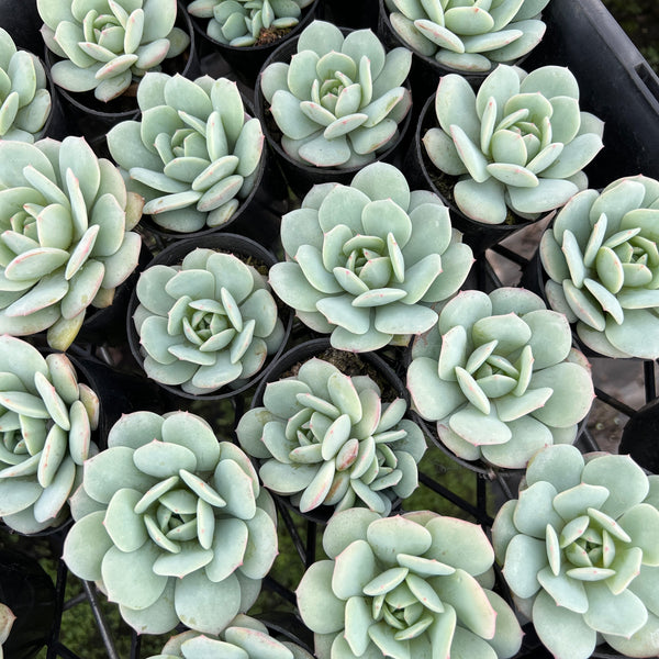 [PACK of 10 PLANTS] x Echeveria Delulu (Ech. Derlu)