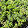 [WHOLESALE] PACK of 10 PLANTS x Sedum mexicanum/reflexum f. cristata