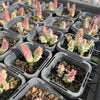 [WHOLESALE] PACK of 10 PLANTS x  Huernia hislopii ssp. robusta - Starfish Flower