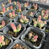 [WHOLESALE] PACK of 10 PLANTS x  Huernia hislopii ssp. robusta - Starfish Flower