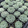 [PACK of 10 PLANTS] x Echeveria Mexican Tears