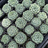 [WHOLESALE] PACK of 10 PLANTS x Echeveria Mexican Tears