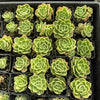 [PACK of 10 PLANTS] x Echeveria Ice Rose