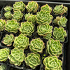 [PACK of 10 PLANTS] x Echeveria Ice Rose