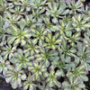 [WHOLESALE] PACK of 10 PLANTS x Aeonium 'Lemon-Lime' (aka. A. Starburst)