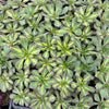 [WHOLESALE] PACK of 10 PLANTS x Aeonium 'Lemon-Lime' (aka. A. Starburst)