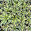 [WHOLESALE] PACK of 10 PLANTS x Aeonium 'Lemon-Lime' (aka. A. Starburst)