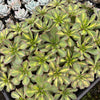 [WHOLESALE] PACK of 10 PLANTS x Aeonium 'Lemon-Lime' (aka. A. Starburst)