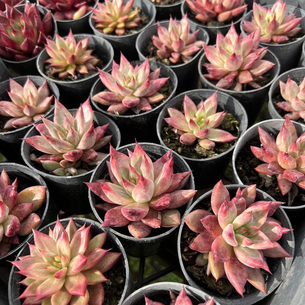 [PACK of 10 PLANTS] x Echeveria Red Psyche