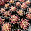 [WHOLESALE] PACK of 10 PLANTS x Echeveria Red Psyche