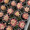 [WHOLESALE] PACK of 10 PLANTS x Echeveria Red Psyche