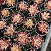 [PACK of 10 PLANTS] x Echeveria Red Psyche
