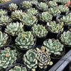 [WHOLESALE] PACK of 10 PLANTS x Echeveria 'Strictiflora x Jelly Jam'