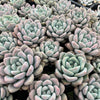 [PACK of 10 PLANTS] x  Echeveria 'Shakino'