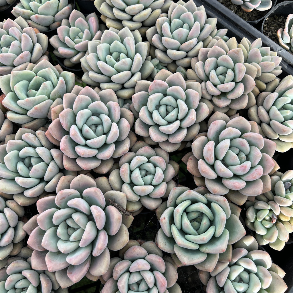 [PACK of 10 PLANTS] x  Echeveria 'Shakino'