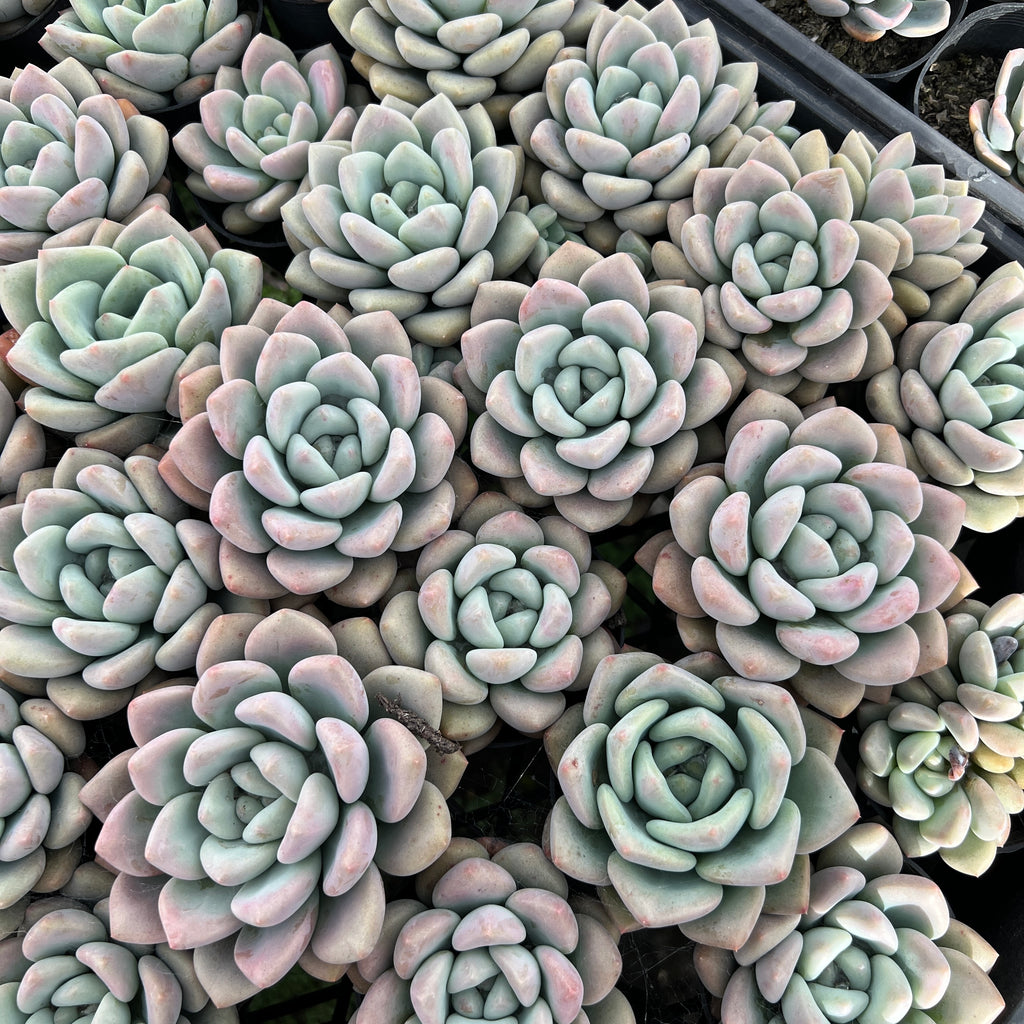 [WHOLESALE] PACK of 10 PLANTS x  Echeveria 'Shakino'