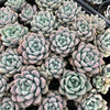 [PACK of 10 PLANTS] x  Echeveria 'Shakino'