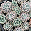 [PACK of 10 PLANTS] x  Echeveria 'Shakino'