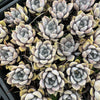 [PACK of 10 PLANTS] x Echeveria 'Beverley'