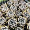 [PACK of 10 PLANTS] x Echeveria 'Beverley'