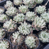 [PACK of 10 PLANTS] x  Haworthia cooperi 'Silver Swirls'
