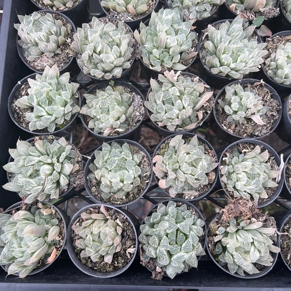 [PACK of 10 PLANTS] x  Haworthia cooperi 'Silver Swirls'