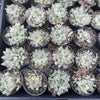 [PACK of 10 PLANTS] x  Haworthia cooperi 'Silver Swirls'
