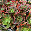 [PACK of 10 PLANTS] x  Echeveria 'Carnival'