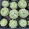 [PACK of 10 PLANTS] x Echeveria 'Cream Elegans'