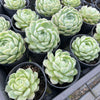 [PACK of 10 PLANTS] x Echeveria 'Cream Elegans'