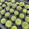 [PACK of 10 PLANTS] x Sempervivum 'Skrocki's Beauty'