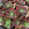 [PACK of 10 PLANTS] x  Echeveria 'Carnival'