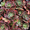 [PACK of 10 PLANTS] x  Echeveria 'Carnival'