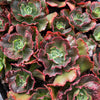 [PACK of 10 PLANTS] x  Echeveria 'Carnival'