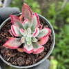 [PACK of 10 PLANTS] x Echeveria Harmsii 'Ruby Slippers'